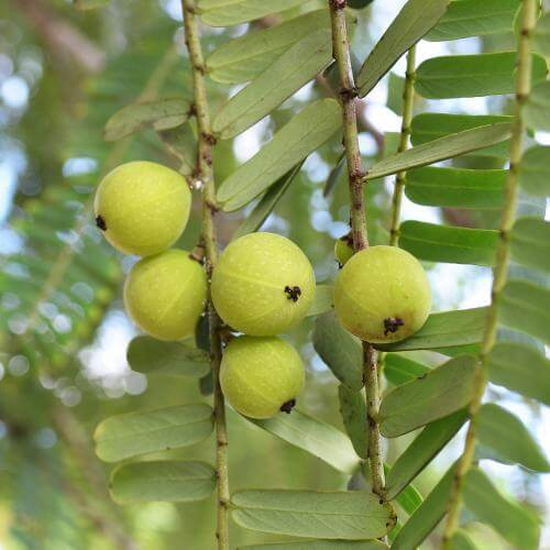 Amalaki - il frutto celeste dell'India